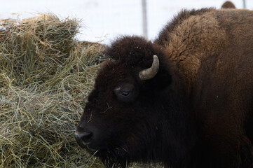american bison in park
