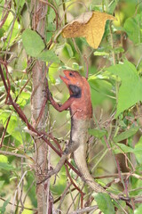 Red headed agama lizard