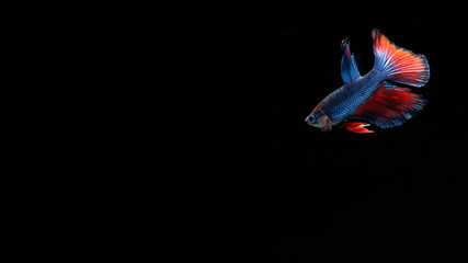 Obraz na płótnie Canvas blue betta fish