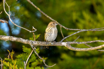 Pine Siskin - Spinus pinus