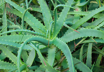 Aloe medicinal plant.