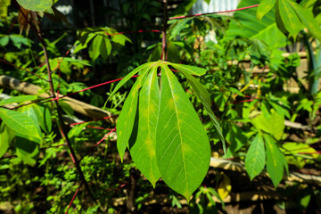 These are green cassava leaves