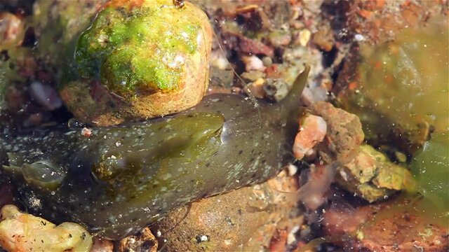 Slimy Sea Hare moving between rocks during low tide, Eilat, Israel, Close up