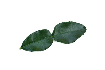 Kaffir lime leaves(Citrus hystrix) on white background.