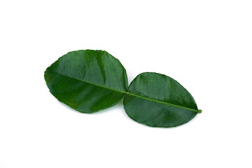 Kaffir lime leaves(Citrus hystrix) on white background.