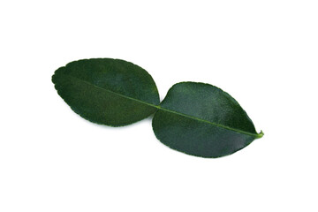 Obraz premium Kaffir lime leaves(Citrus hystrix) on white background.