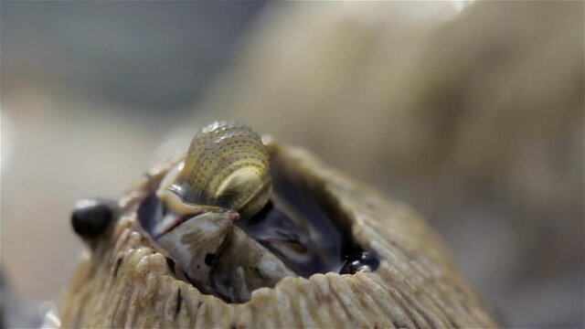 Barnacles feeding during low tide, Eilat, Israel, Close up
