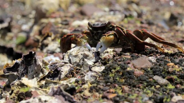 Shore crab hore crab in defensive position
Shore crab searching for food ner sea, Eilat, Israel , close up
