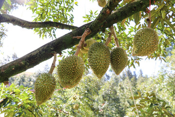 Durian hanging on the branch