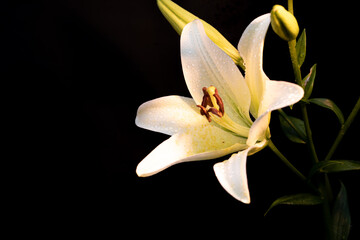 White lily with dew drops on a dark background