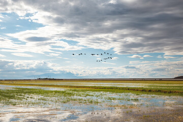Birds flying above irrigated farmland in Imperial Valley, California