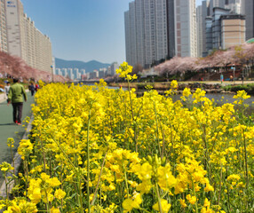 Flowers Blooming Spring Oncheoncheon Citizens Park , Busan, South Korea, Asia
