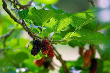 Fresh mulberry on the tree