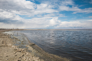 Dead fish lining the shore of Salton Sea, a geological disaster in California