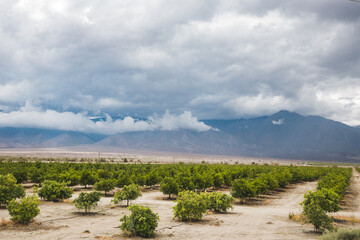 cloudy day at citrus farm near Santa Rosa Mountains, California