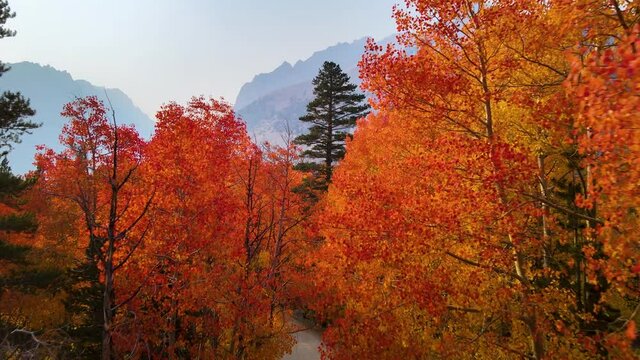 Cinematic aerial shot of colorful fall foliage at North Lake in Eastern Sierra in California at 60fps