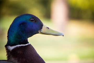 Side view closeup of a male duck 