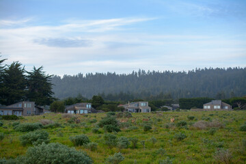Deer herd in the grass meadow of a northern california community .