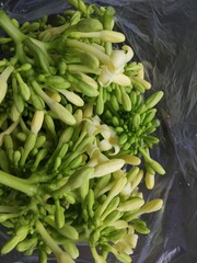 Fototapeta premium green bananas