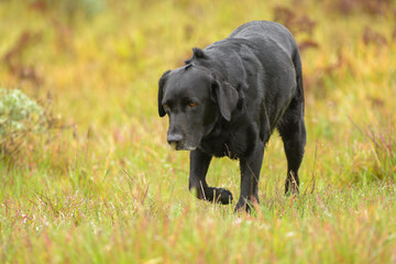 Black labrador retriever dog running through the green grass .