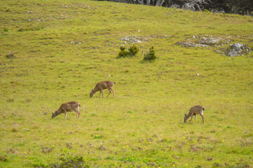 Deer grazing in a meadow of Northern California coast .