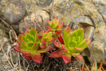 Red green Dudleya Species Bluff Lettuce North Coast Dudleya Powdery Liveforever Sea Lettuce...