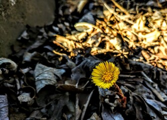 First wild daisy to push through in the spring after the last of the frost melted to reveal the earth