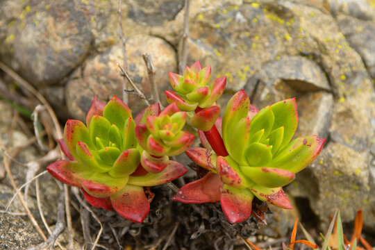 Red green Dudleya Species Bluff Lettuce North Coast Dudleya Powdery Liveforever Sea Lettuce (Dudleya farinosa)