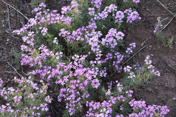 Purple Flowers Arizona 2019