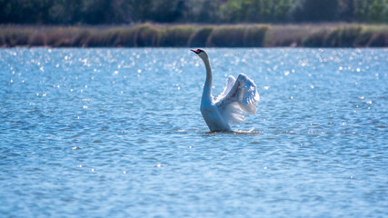 Graceful white Swan swimming in the lake and flaps its wings on the water.