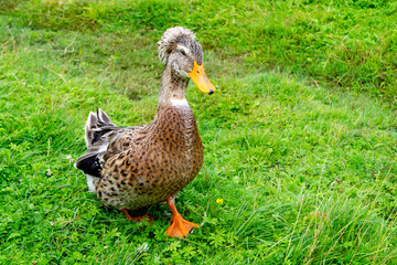 A young mallard drake runs on the green grass. Cheerful duck with tuft.