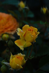 yellow rose in the sun