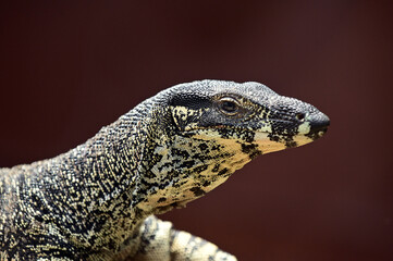 Obraz premium Perentie peptile monitor lizard portrait