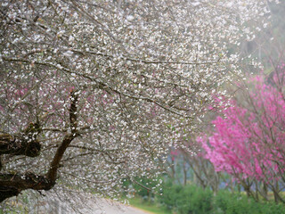 Chinese plum or Japanese apricot in nature Background.