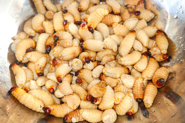 Sago beetles in the basin
