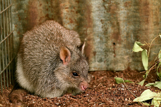 Rufous Bettong