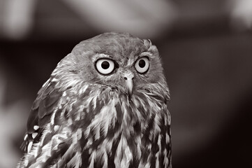 Barking owl bird portrait