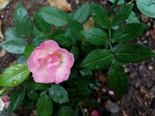 pink rose in the garden