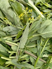Obraz premium leaves