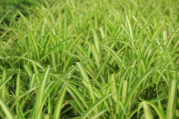 Fototapeta na wymiar detail and texture fresh grass with colour green