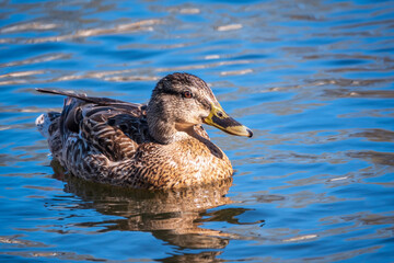 Duck swims in the pond.