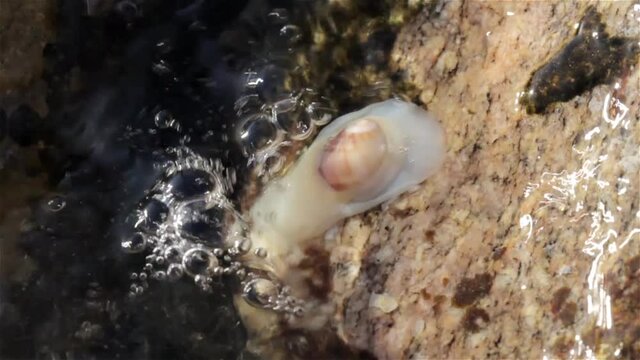 Sea Slug moving around rocks during low tide

Close up shot of Sea Slug moving around rocks during low tide, Eilat, Israel
