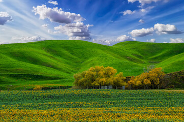 field of blooming sunflowers on the mountain with cloudy blue sky