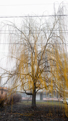 A willow tree with falling yellow leaves