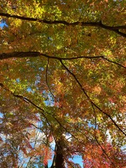 Autumn leaves in the Ranzan Valley in Ranzan-Town, Hiki-District, Saitama Prefecture, Japan.