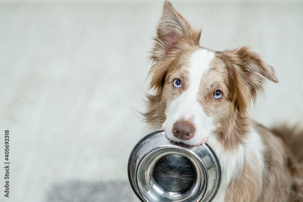 Poster border collie dog holds bowl in it mouth and looks at camera. empty space for text