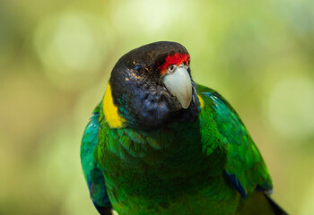 Twenty-Eight Ringneck Parrot