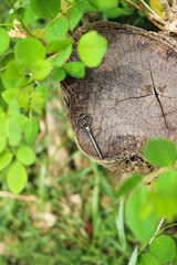 a key on a log with green leaves
