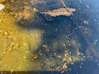 The surface of the Tsuki River flowing through the Ranzan Valley in Ranzan-Town, Hiki-District, Saitama Prefecture, Japan.