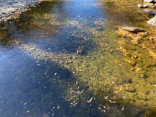 The surface of the Tsuki River flowing through the Ranzan Valley in Ranzan-Town, Hiki-District, Saitama Prefecture, Japan.